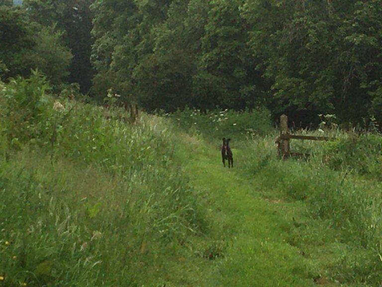 2095 02c6e9d84adbe1d38686cae4ec7e141a 1 768x576