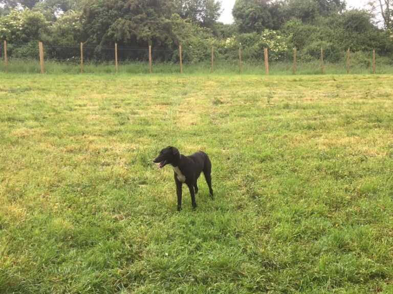 2095 064a47287d1d9033666fa25bb4437d61 1 768x576