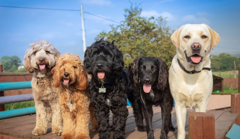 2108 71bf9f9d2b693bbec25d0e9fa48c2b20 1 768x446