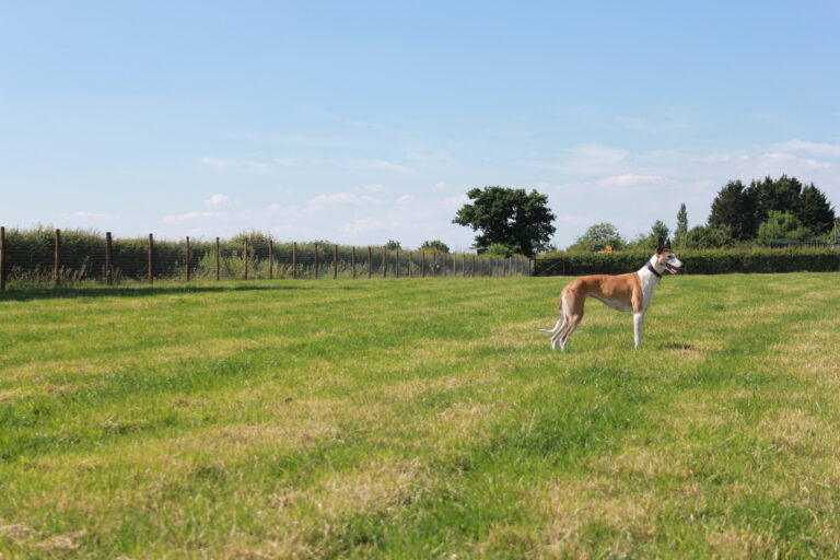 2111 b96c4819353aca32e3a36b7bccf25214 1 768x512