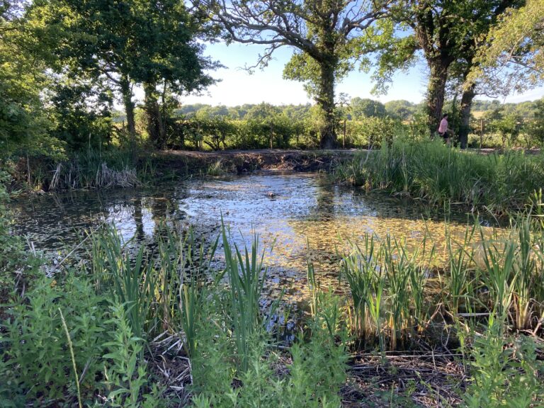 2118 7b06f72b0d1d20e62c1481674f4430a5 1 768x576