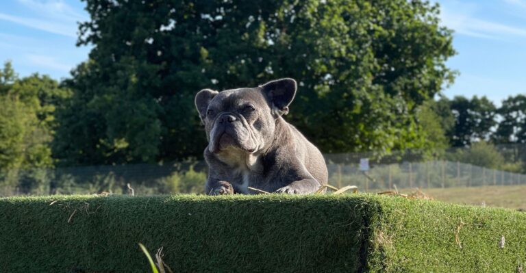 2135 6342165efa4bff8bebac272c22010b05 1 768x399