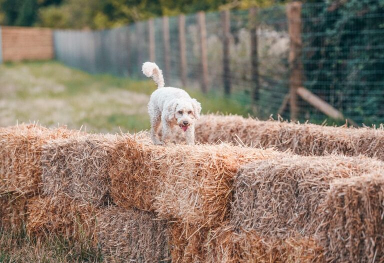 2136 0f4e3f3213ad0d0f03bb19c3e21c15f3 1 768x525