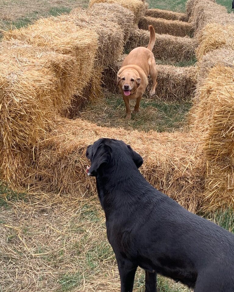 2136 2b0a315d346fc022b252dbeed38e441a 1 768x960