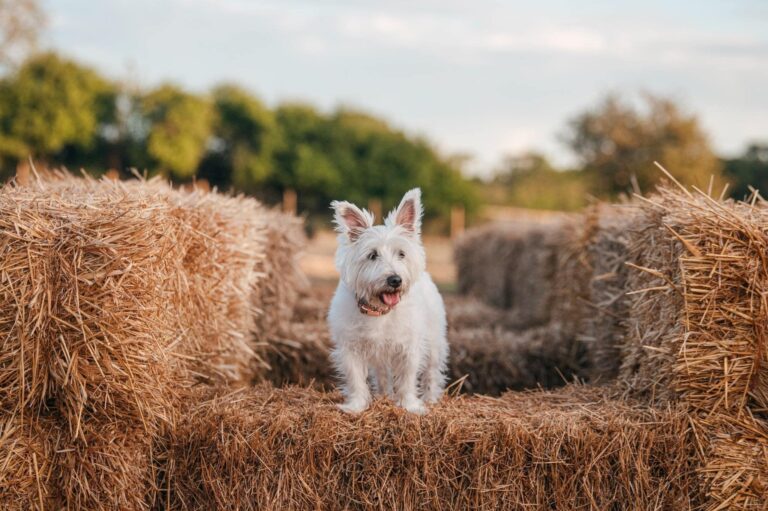 2136 47f4ddeb5e6abebf1e9206df34f047a9 1 768x511