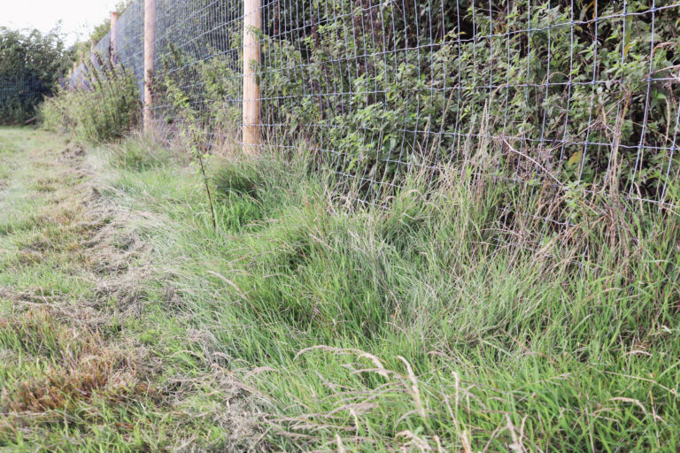 2139 a0c2f1d04edd7acc134a3710efba5c1f 1 768x512