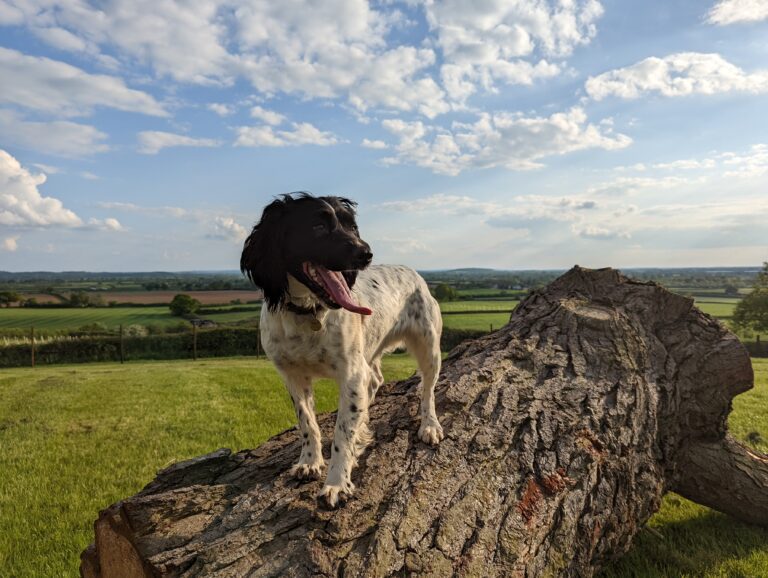 2141 55f892aa493aa4d2f30fba34962c4f83 1 768x578