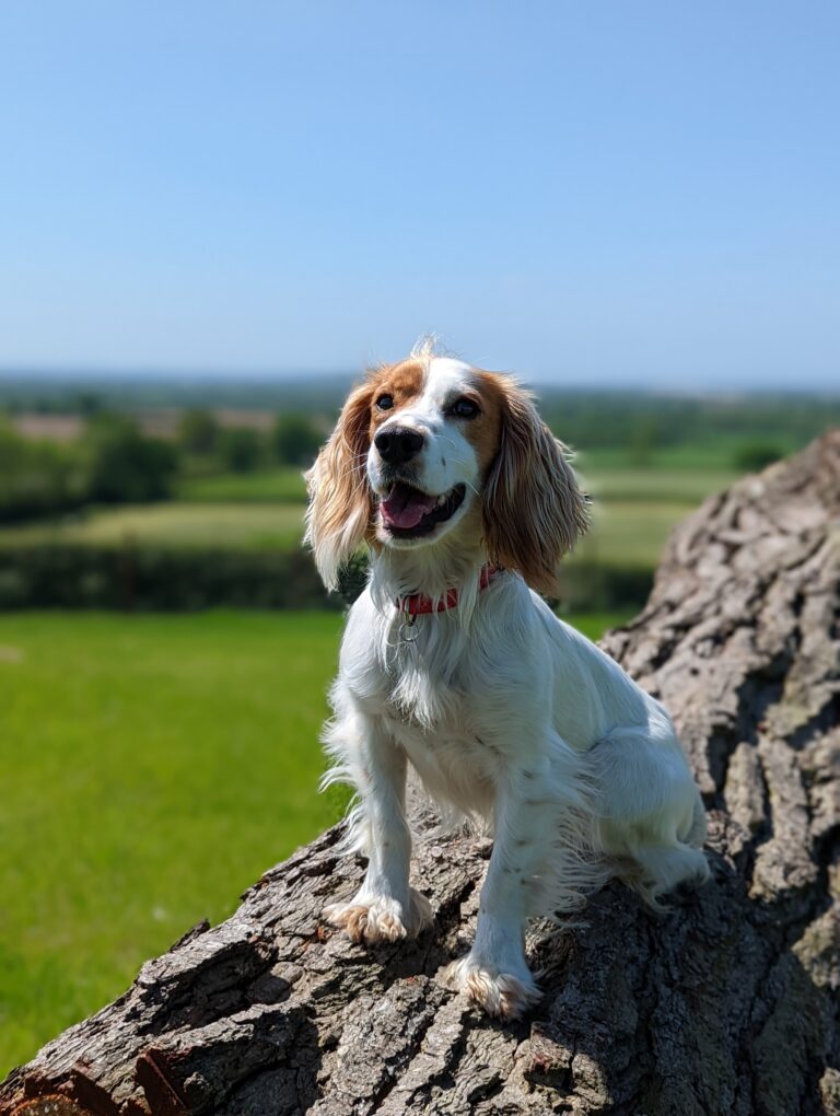 2141 daba555de93a901017ae992e1ff8bde6 1 768x1020