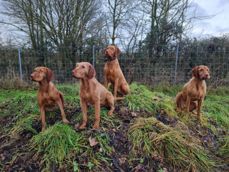 2160 867560970a72cb35dd3a55078c0f211a 1 768x576