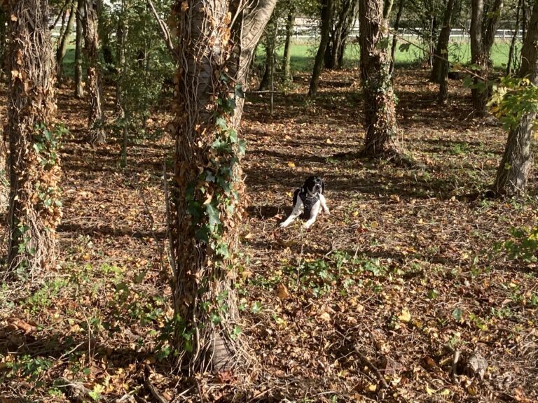 2160 a9d221bcdf8e8858638e8abe37ff629b 1 768x576