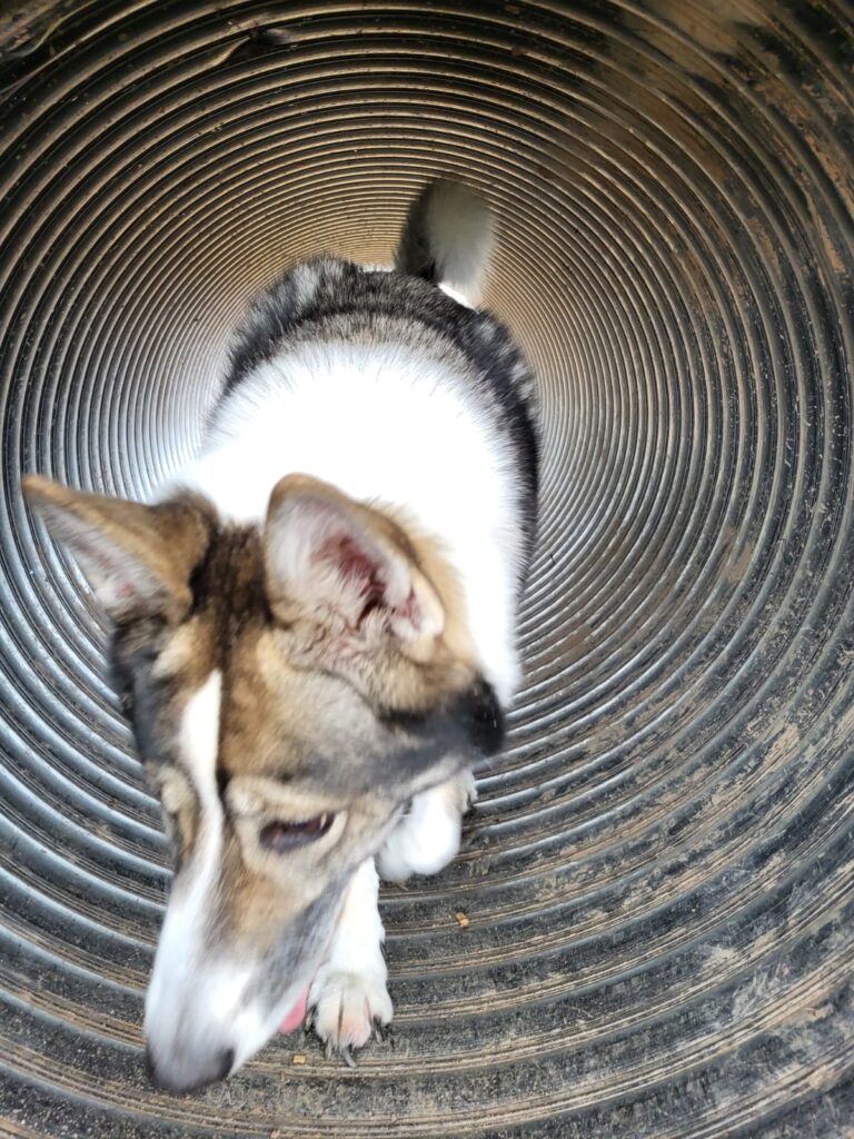 2167 75d3c451b759c00d3092ffbcc306f3f1 1 768x1024