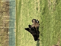 2171 170e1ba79d6d87f260193c982d37402e 1