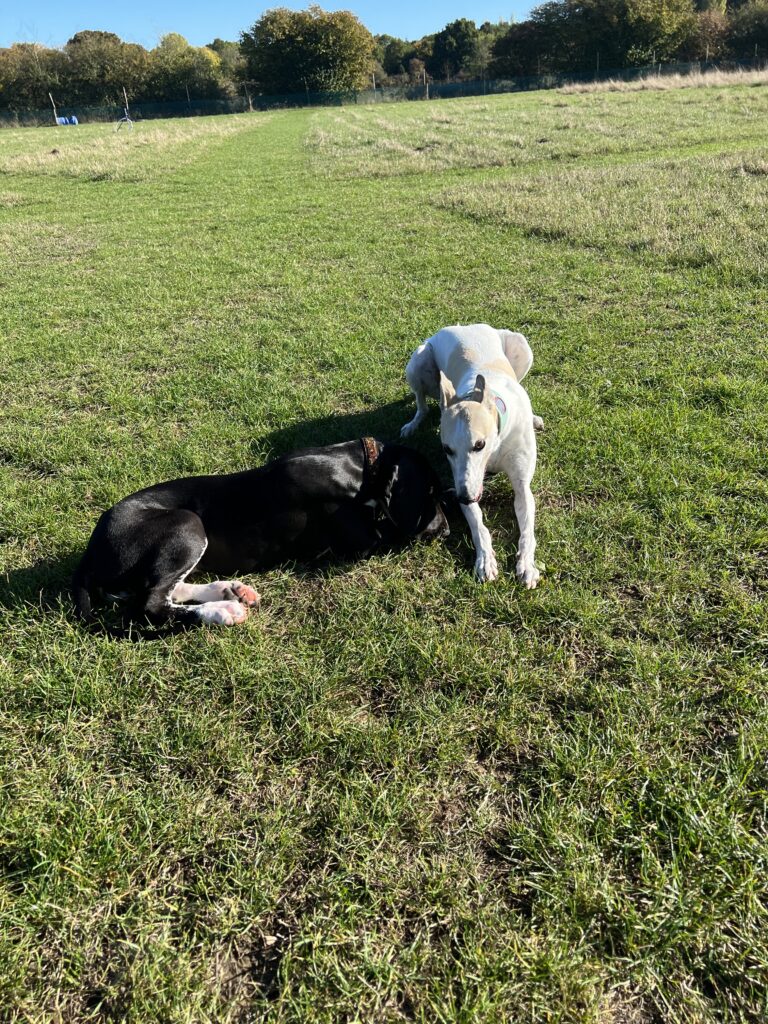 2171 b6e98b590e2e641db69c30b44fd31c10 1 768x1024