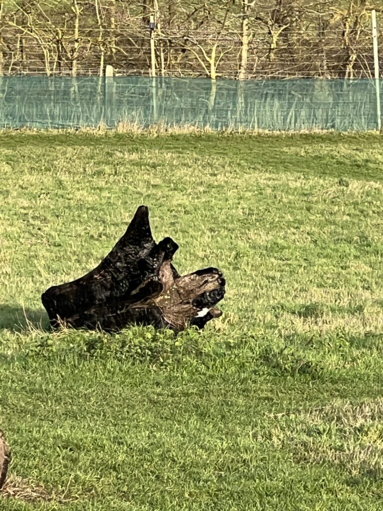 2171 d2e0cea5b251c69d9fd705f025fba7ea 1 scaled 768x1024