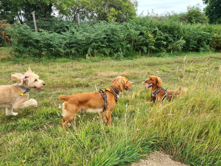 2199 4d0a37df2a6c9982bdfd622117a79e49 1 768x576