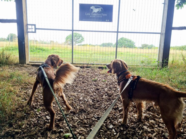 2199 ee84d922a3861e9c39cc14a3b1b866e8 1 768x576