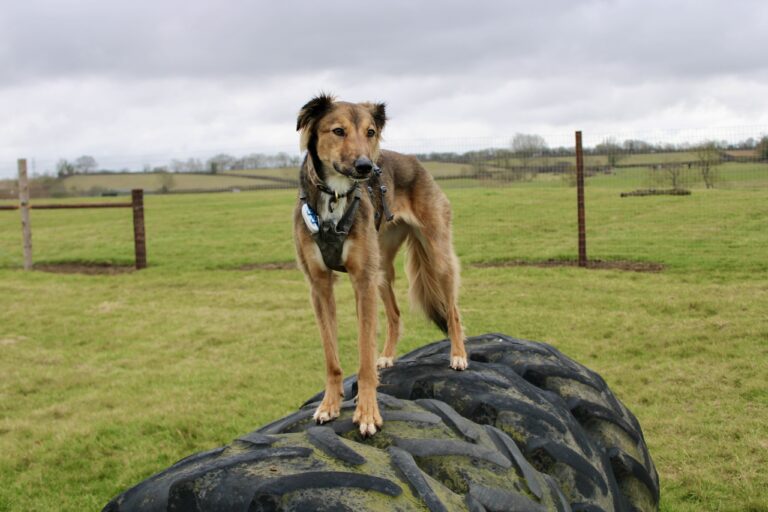 2206 4e5f5ec621a8653e26deb08d3f1dd0f1 1 768x512