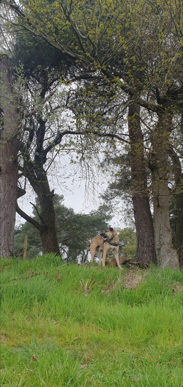 2214 85cdea372f001795eb6db0cf59557a92 1 768x1621