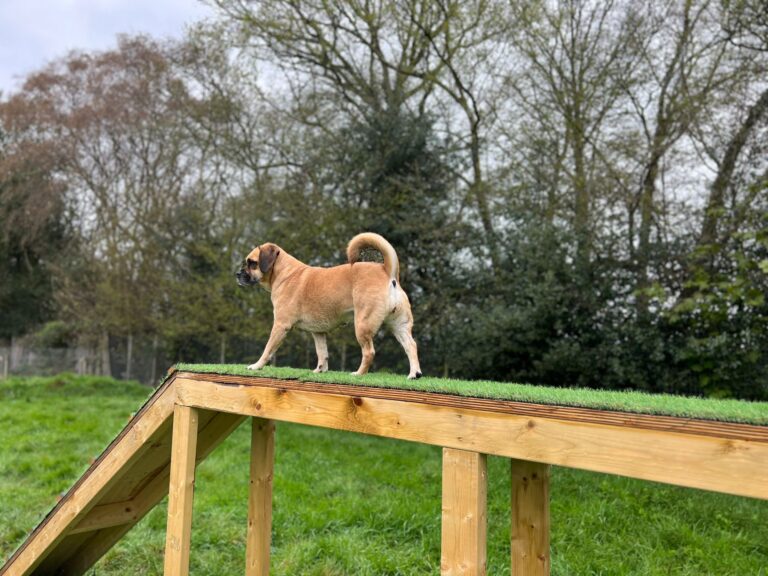 2215 e4d6b71262de8afd3568572a8558c721 1 768x576