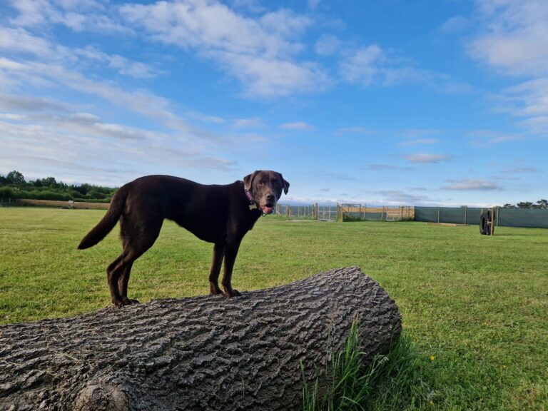 2223 6b3e770bae1a34d90deb6bde59df337e 1 768x576