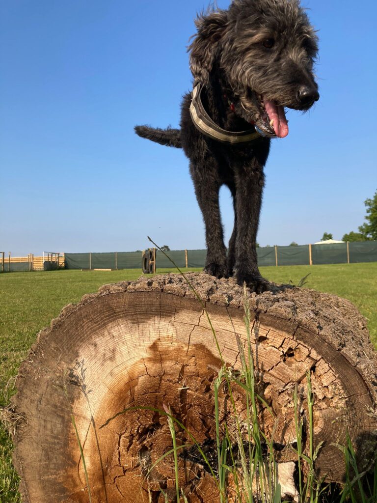 2223 903c34c3fbc3cbb0cb0dd34fb895e0c2 1 768x1024