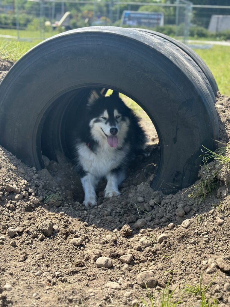 2228 26b2f988b607bb50d31fa374f02888ab 1 768x1024