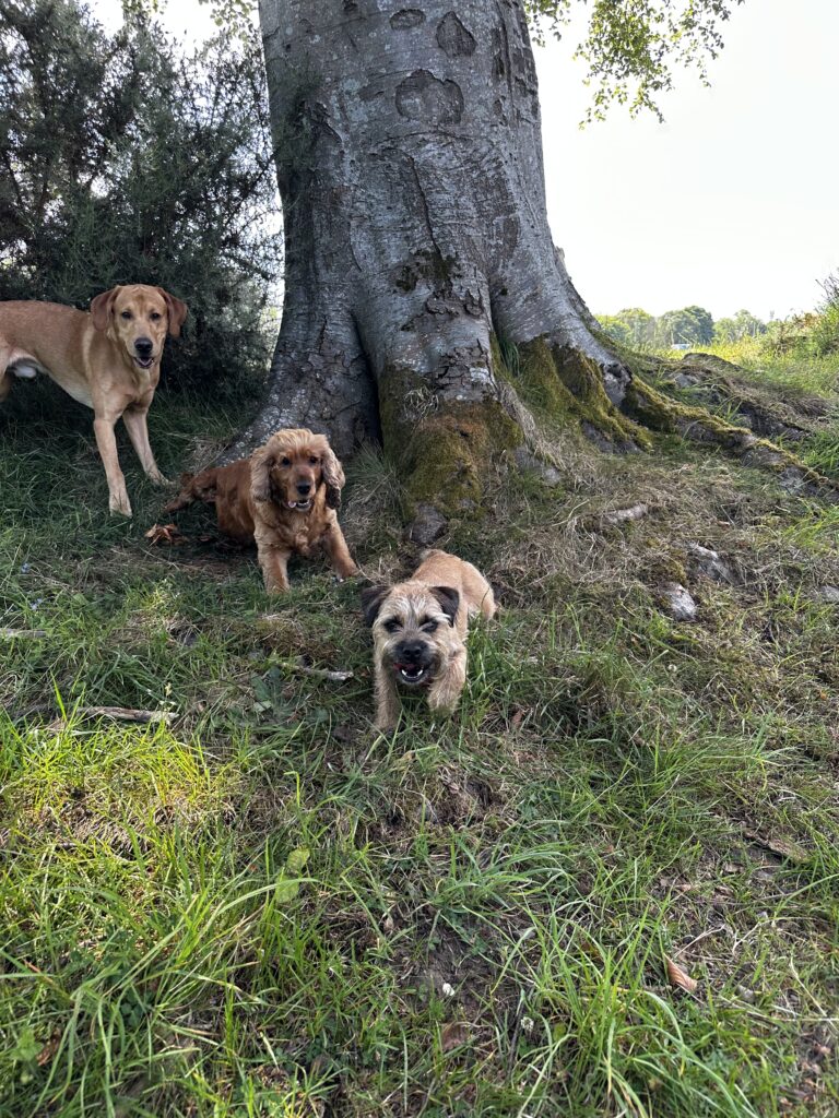 2228 63e46f14483cf652d852ab690c85e225 1 768x1024