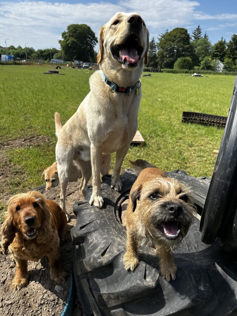 2228 ca6b9e16f8d346d7916d87be6ad5c14a 1 768x1024