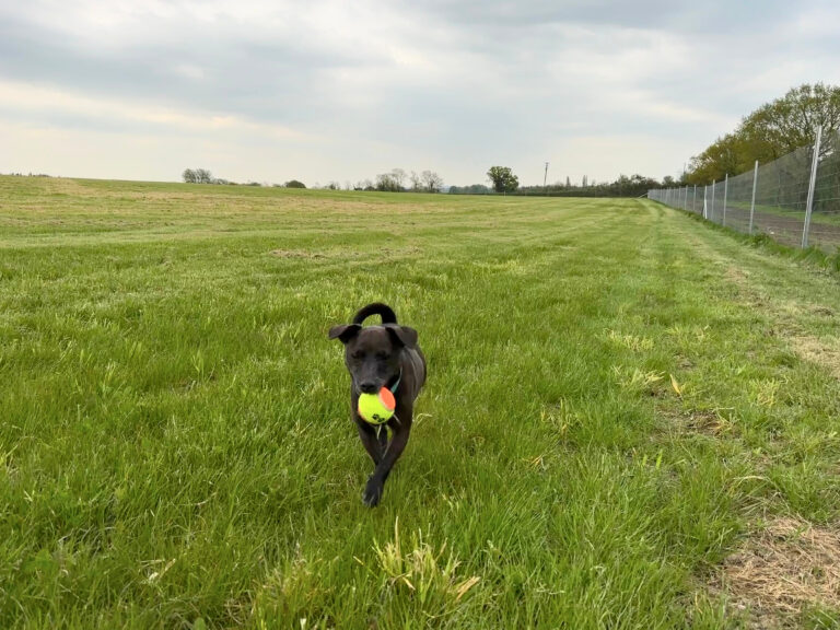 2229 41926d4bd6723f71de89258d8e377517 1 768x576