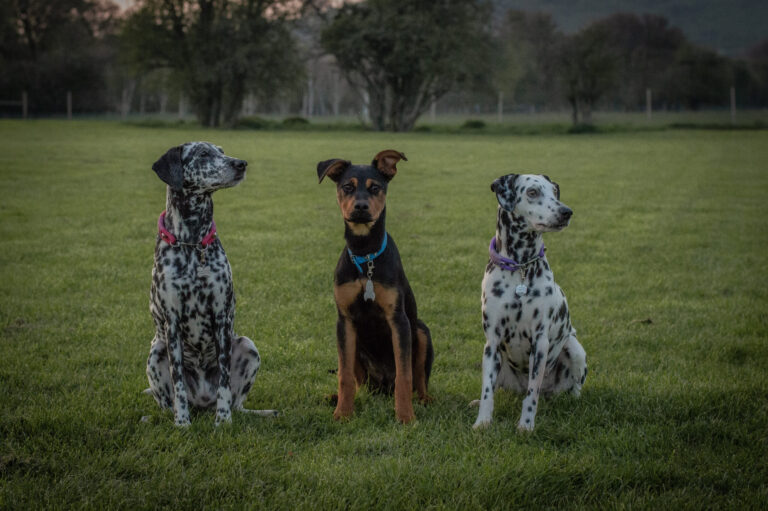 2230 7ab9f8df027ff9e98353b2e1be4ff7da 1 scaled 768x511