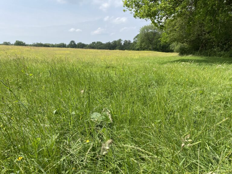 2233 c00f91396b5d5d69cc4bf6ad0fe9941f 1 768x576