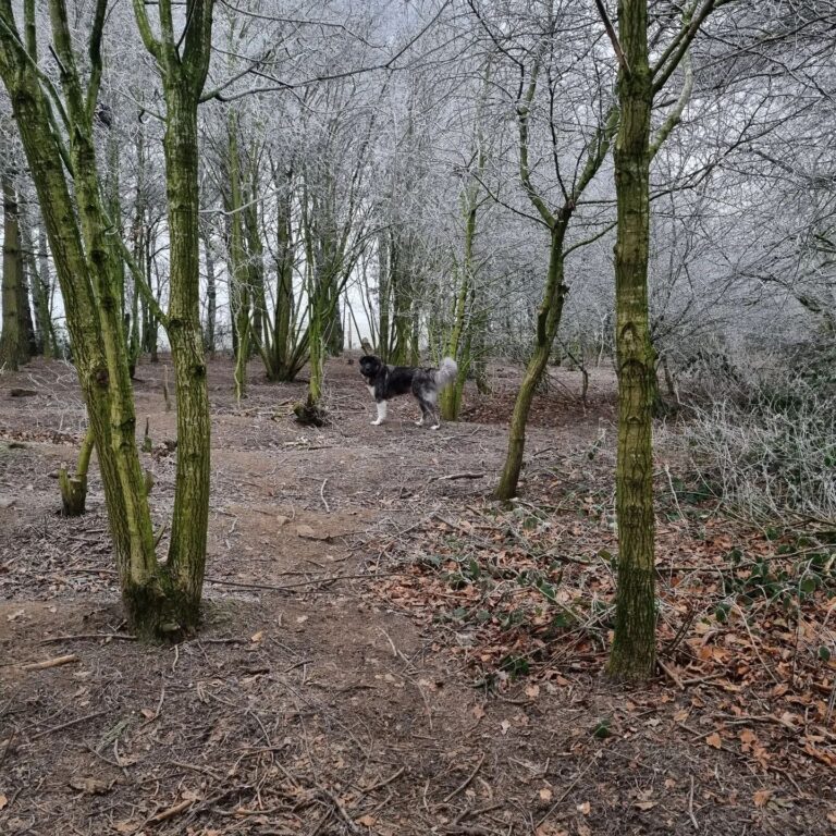 2238 e4b0b527decac4ef1645028d30992650 1 768x768