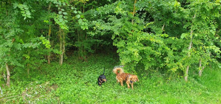 2240 b24bf000bc0e73eaa347075a60ca1cfa 1 768x364