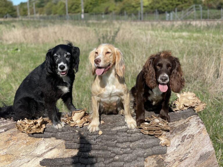 2243 c199d62743af31aa0863ab4a907342bb 1 768x576