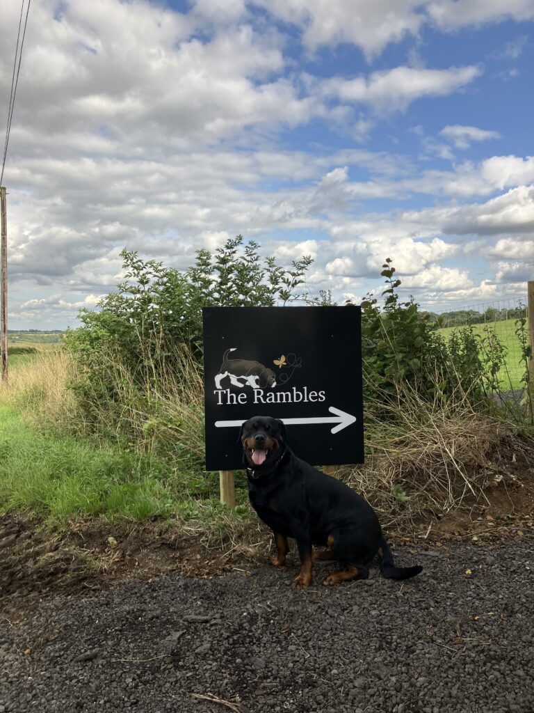 2244 5ff7dd11f47ab9b5a4324a2bb7328dc1 1 768x1024