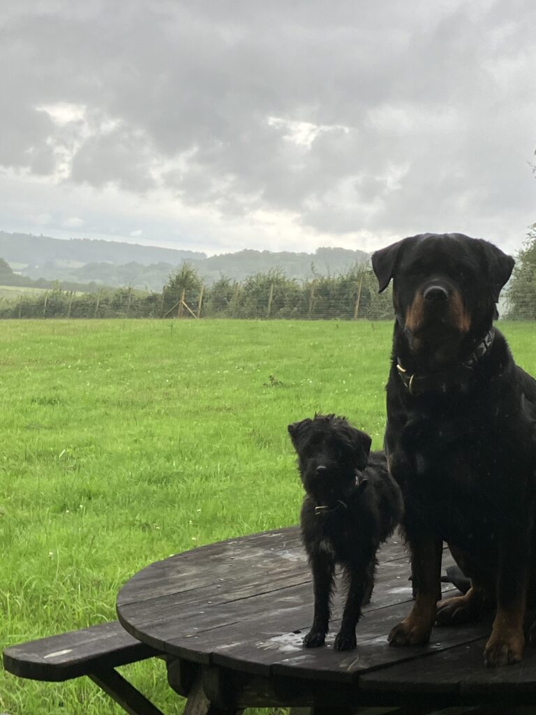 2244 63d2e824035593938d08bee3bd5b39d9 1 scaled 768x1024