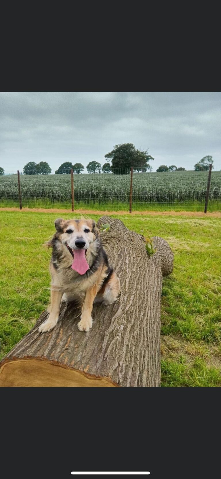 2250 17b0485002f6742700c35b48fcc93f17 1 768x1663