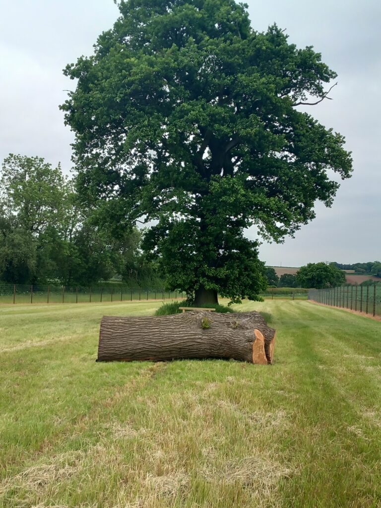 2250 67c5b752aee88383f3310a7caf6e7b88 1 768x1024