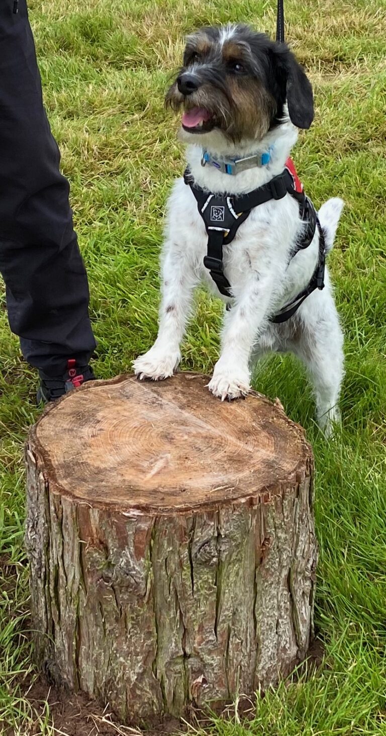 2258 0d61d68ccd795d34a45a0a054422eed6 1 768x1464