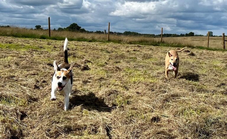 2271 fcbea8adf2adafd487c08616bb62accc 1 768x470