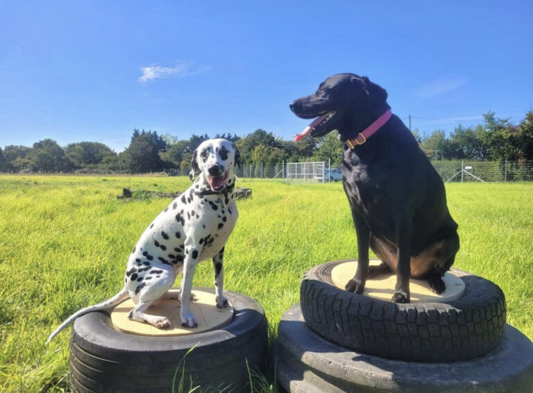 2273 7b2d8c3d9415c08d91c3ba920b2a3283 1 768x566