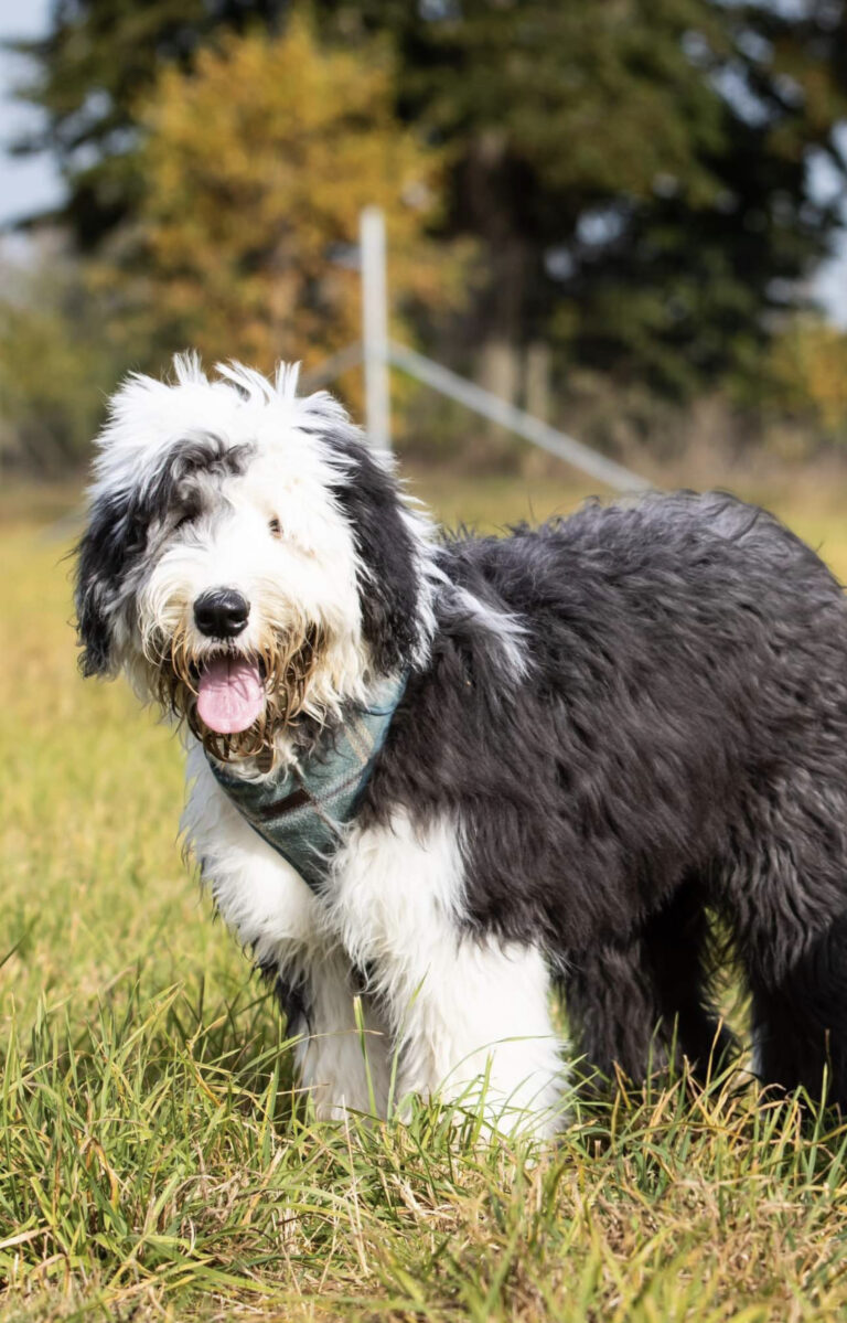 2273 7c447792ecfda903b9be829928eeeb57 1 768x1199