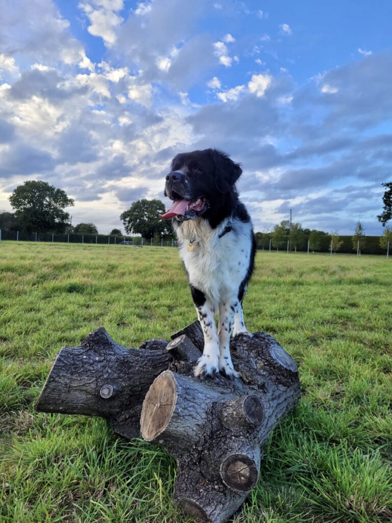 2273 cc3b7a0d3685bcc18f8f242f4f202d86 1 768x1024