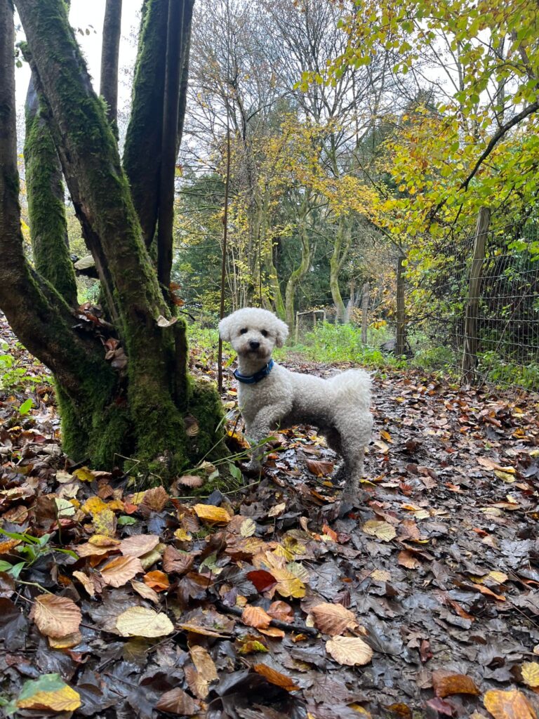 2283 5dc338ccbb64b4b392776335556c47dd 1 768x1024