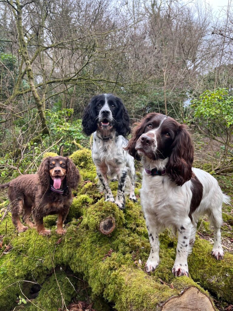 2283 a5d67eca51488967b6b4ade7e3c548c5 1 768x1024