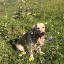 2284 4169d1446ace183a9b930add421d99c0 1