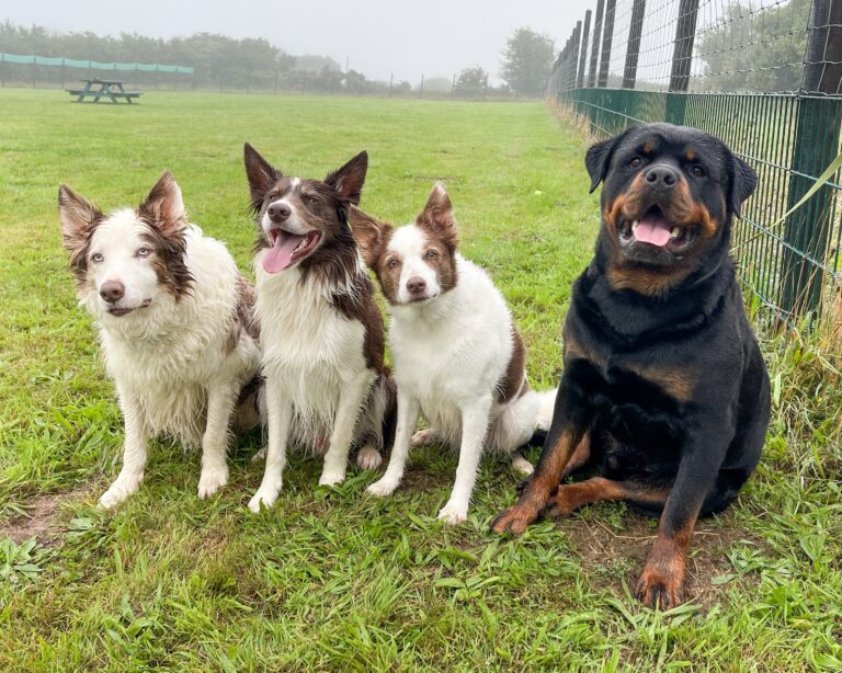 2291 857224cbc4611fdee312788b40a45bcd 1 768x614