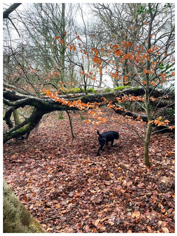 2294 4ced93d9136d252390d19a835335d869 1