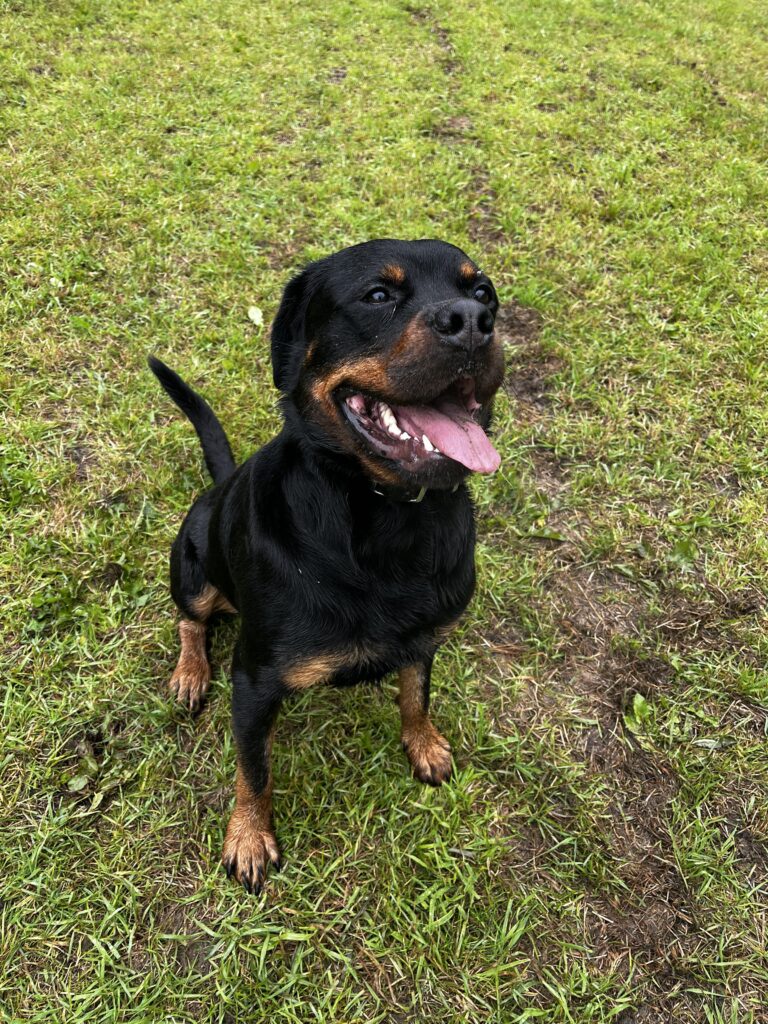 2296 3e3365dd560dceb763cab85ebc9972d0 1 768x1024