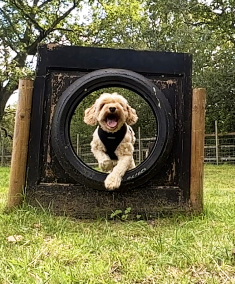 2301 f79f27550cc8c4c8d2c2e9710d385434 1 768x927